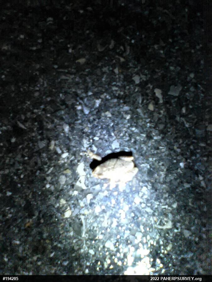 Spring Peeper