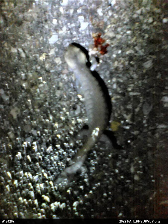 Jefferson Salamander
