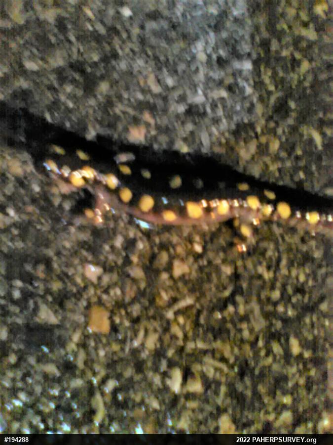 Spotted Salamander