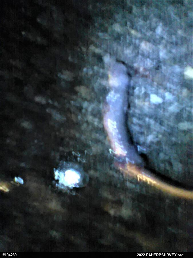 Jefferson Salamander