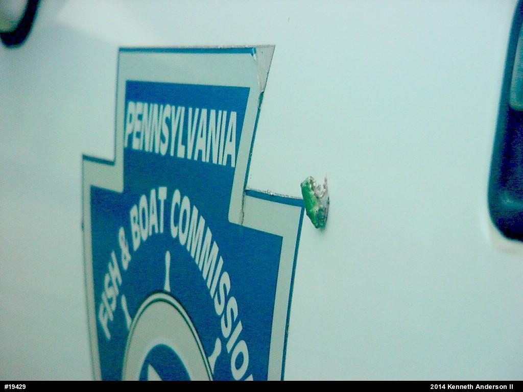 Gray Treefrog