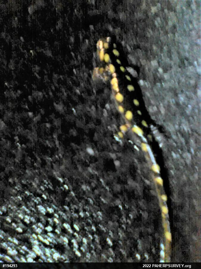 Spotted Salamander