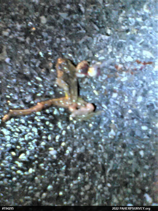 Spring Peeper