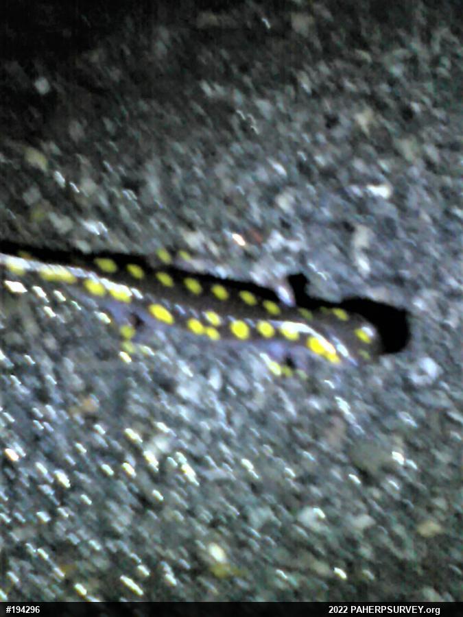 Spotted Salamander