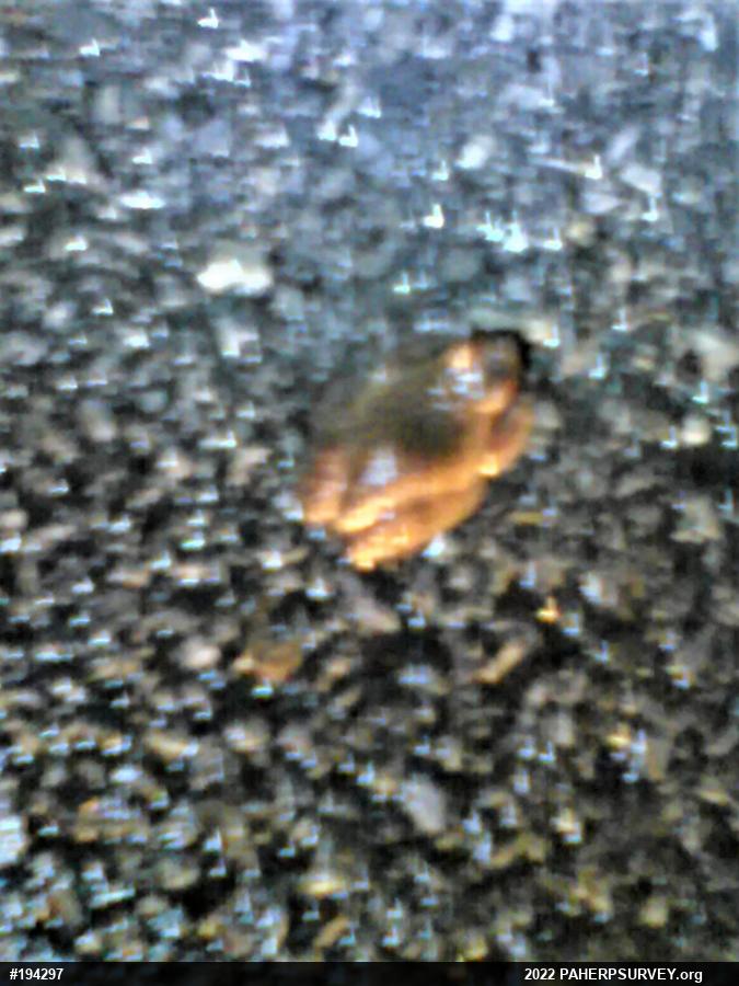 Spring Peeper