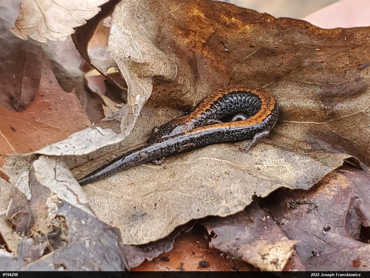 Eastern Red-backed  Salamander