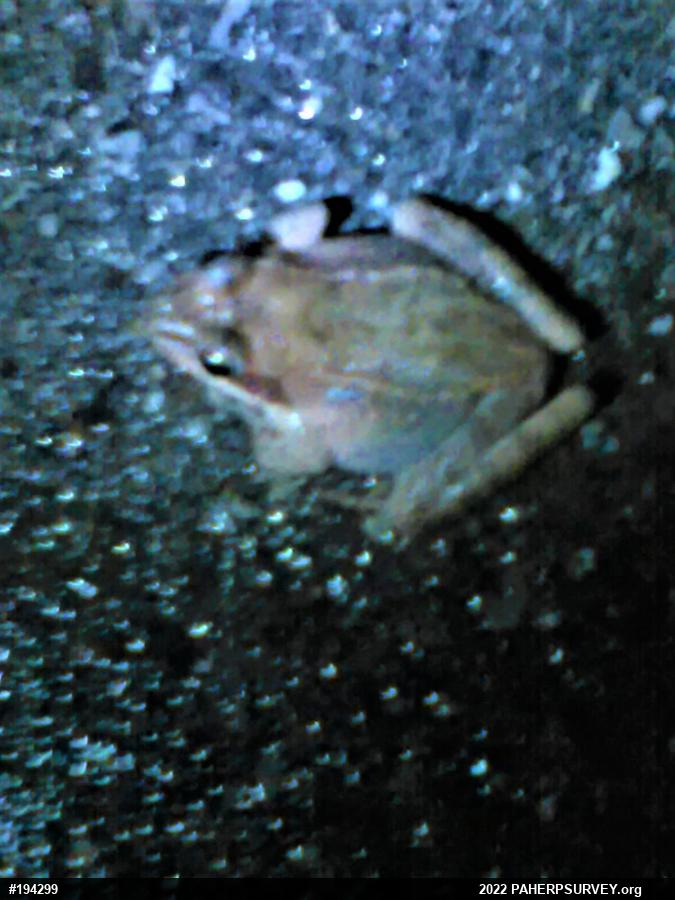Wood Frog
