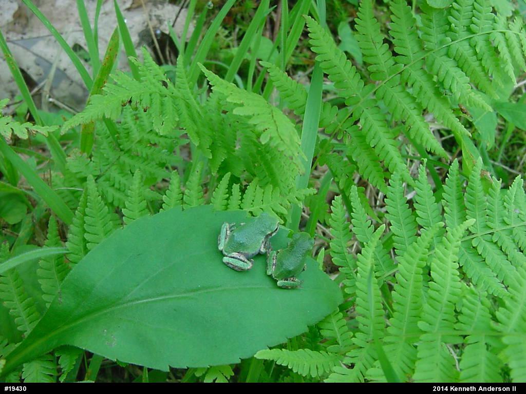 Gray Treefrog