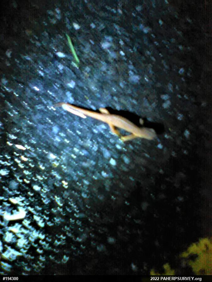 Red-spotted Newt
