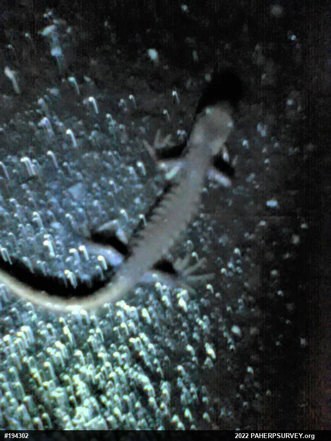 Jefferson Salamander