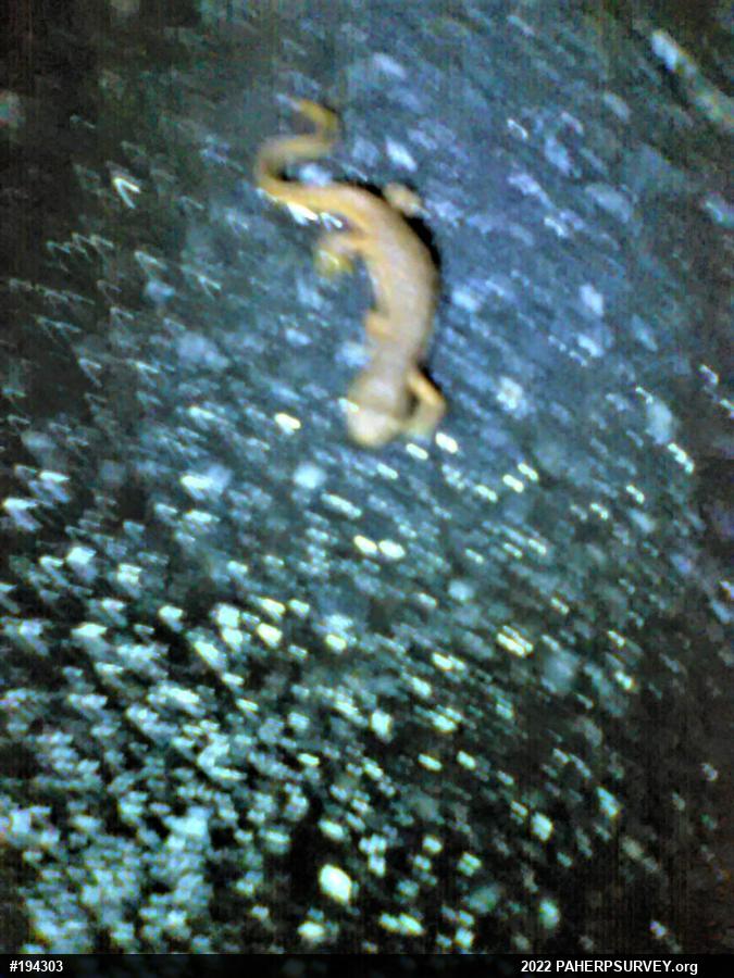Red-spotted Newt