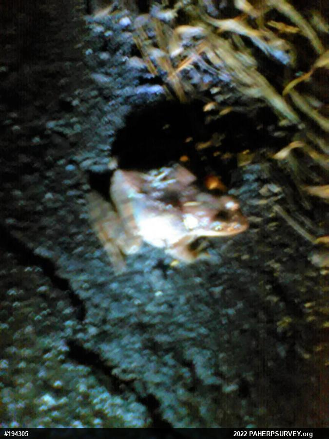 Wood Frog