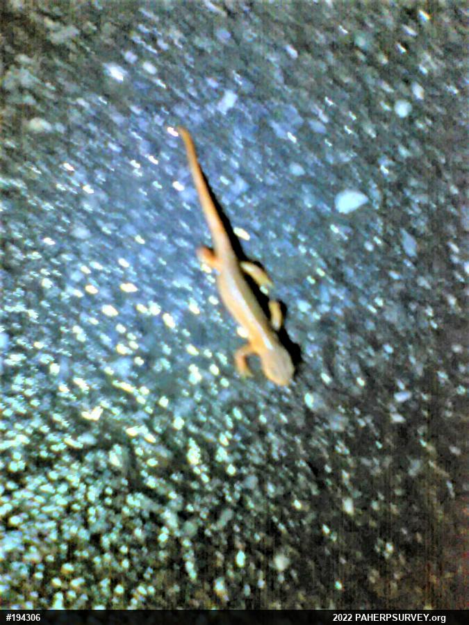 Red-spotted Newt