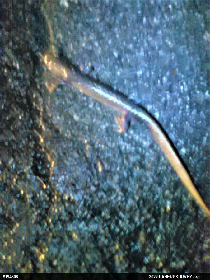 Jefferson Salamander