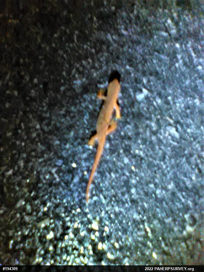 Red-spotted Newt
