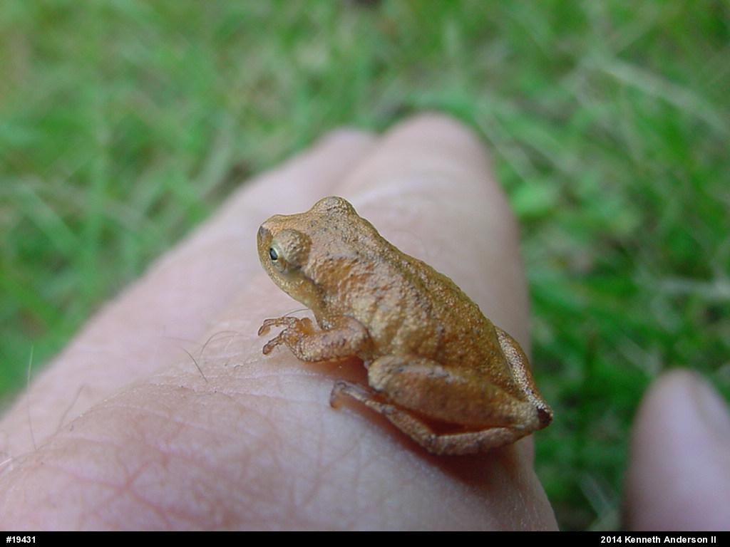 Spring Peeper