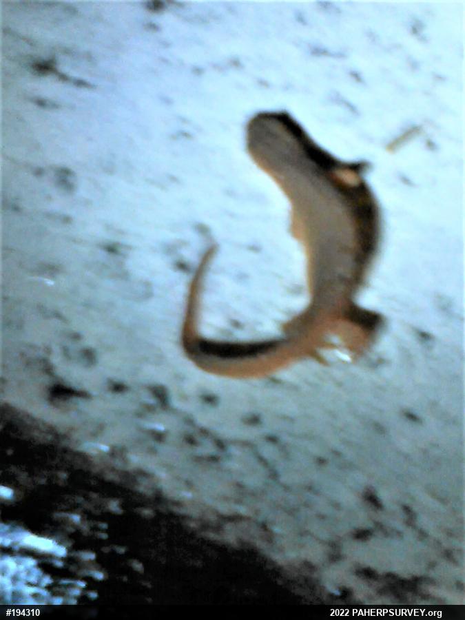 Red-spotted Newt
