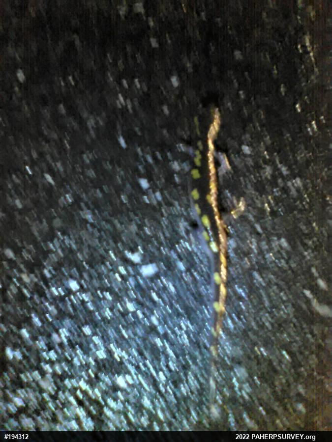 Spotted Salamander