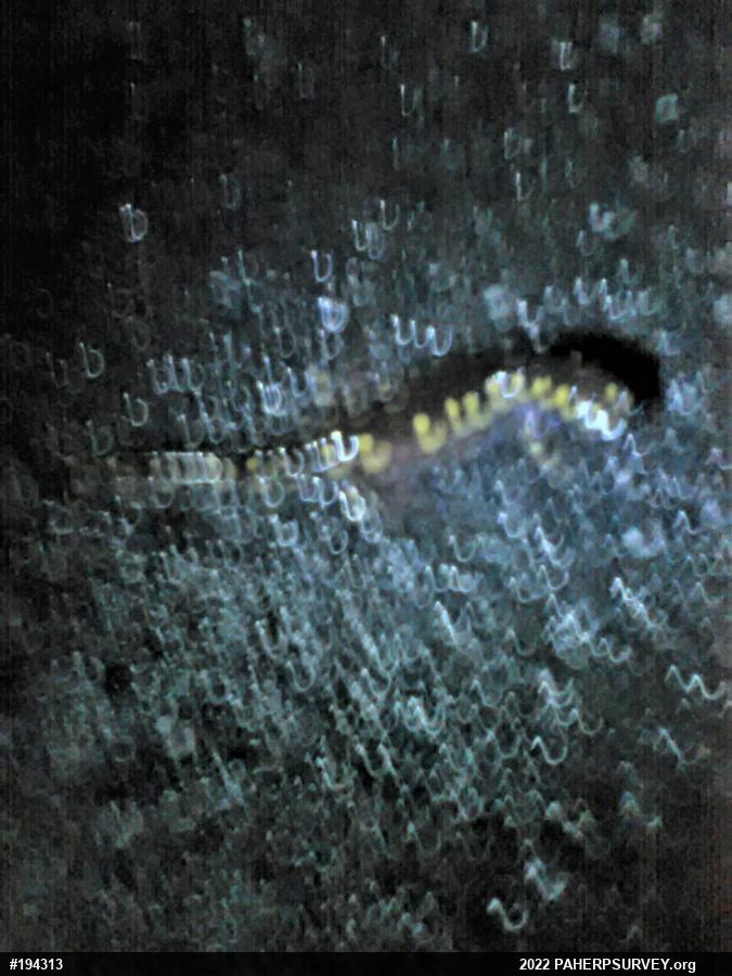 Spotted Salamander