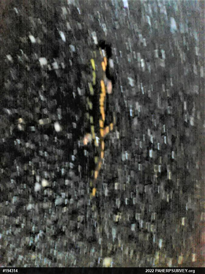 Spotted Salamander