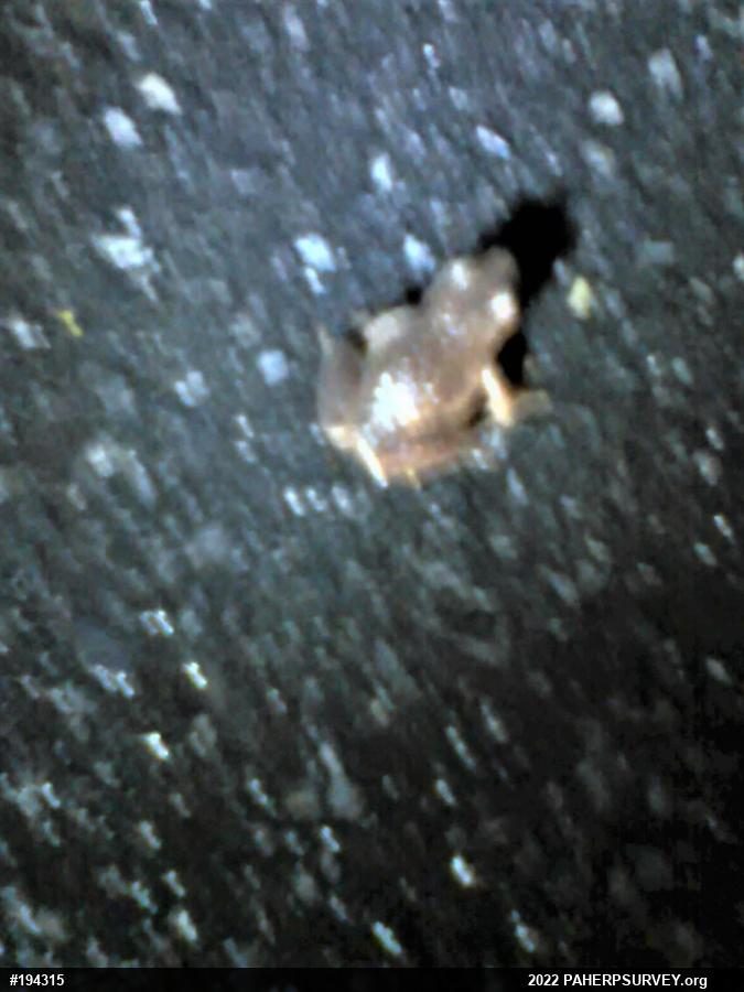 Spring Peeper