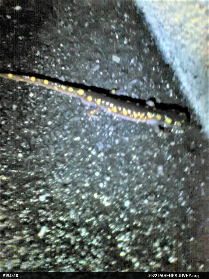 Spotted Salamander