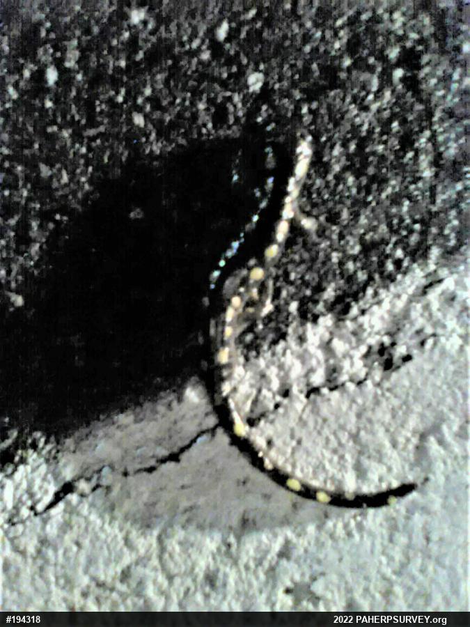 Spotted Salamander