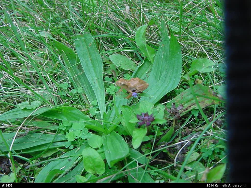 Spring Peeper