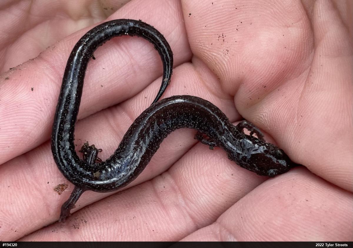 Northern Ravine Salamander