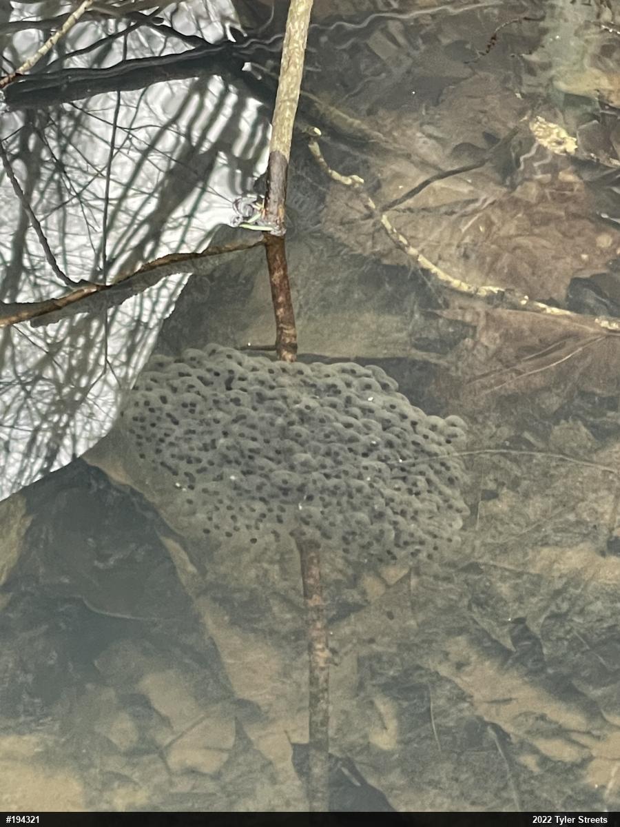 Wood Frog