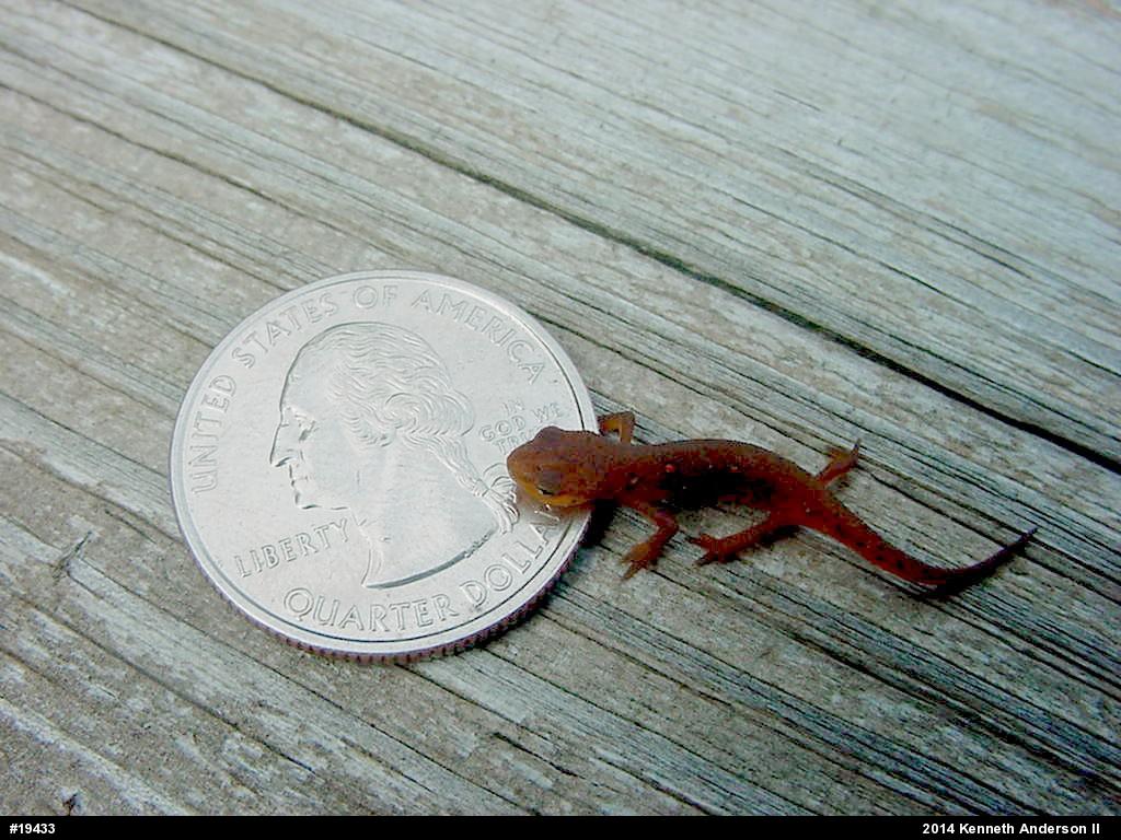 Red-spotted Newt
