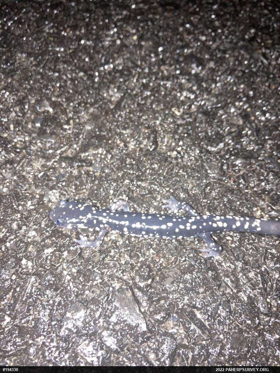 Northern Slimy Salamander