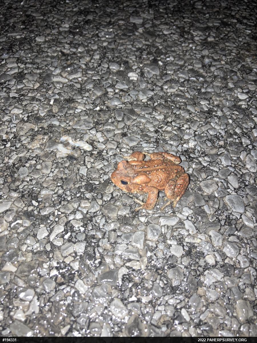 Eastern American Toad