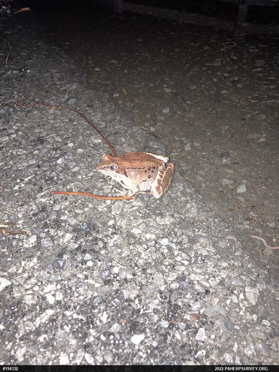 Wood Frog