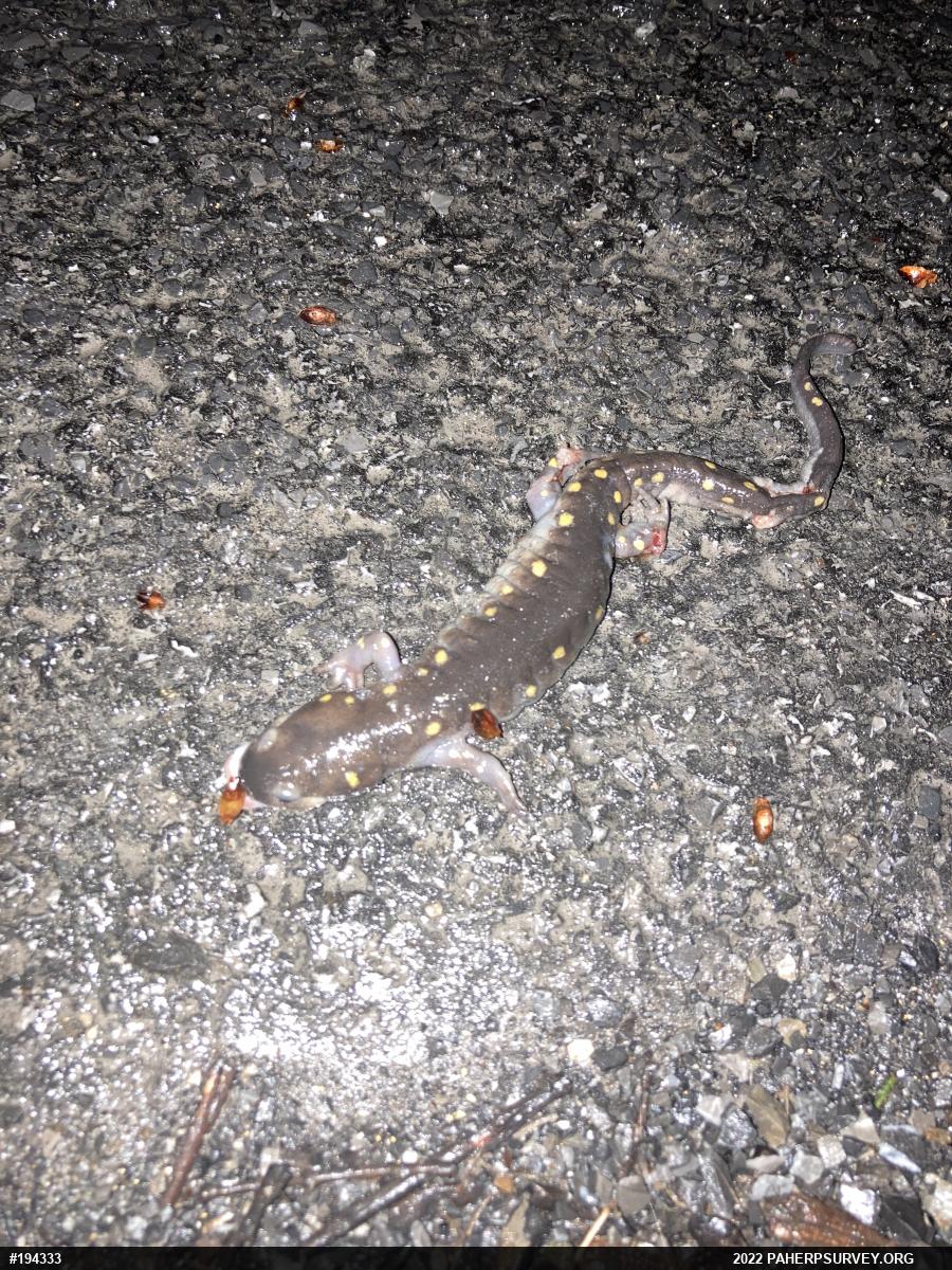Spotted Salamander