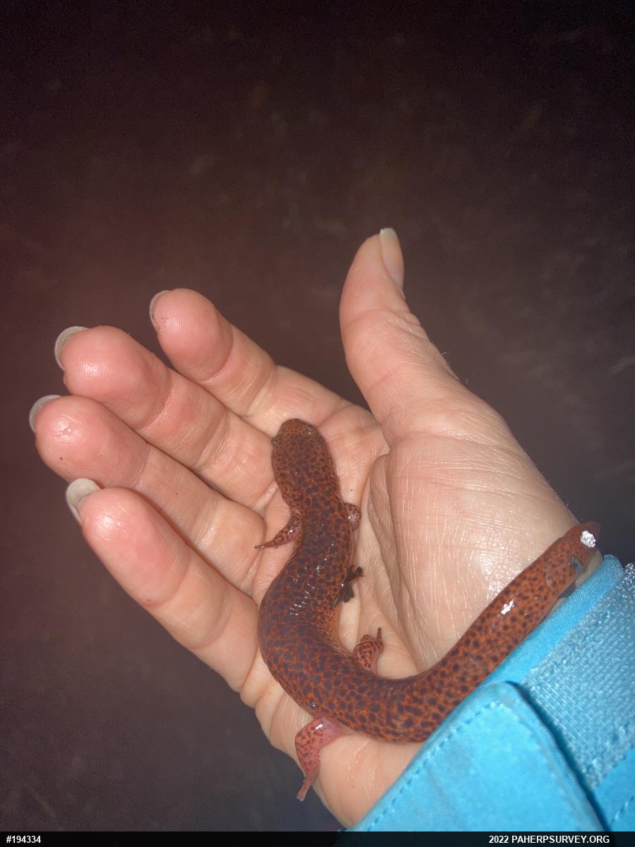 Northern Red Salamander