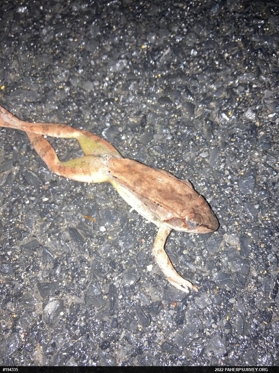 Wood Frog