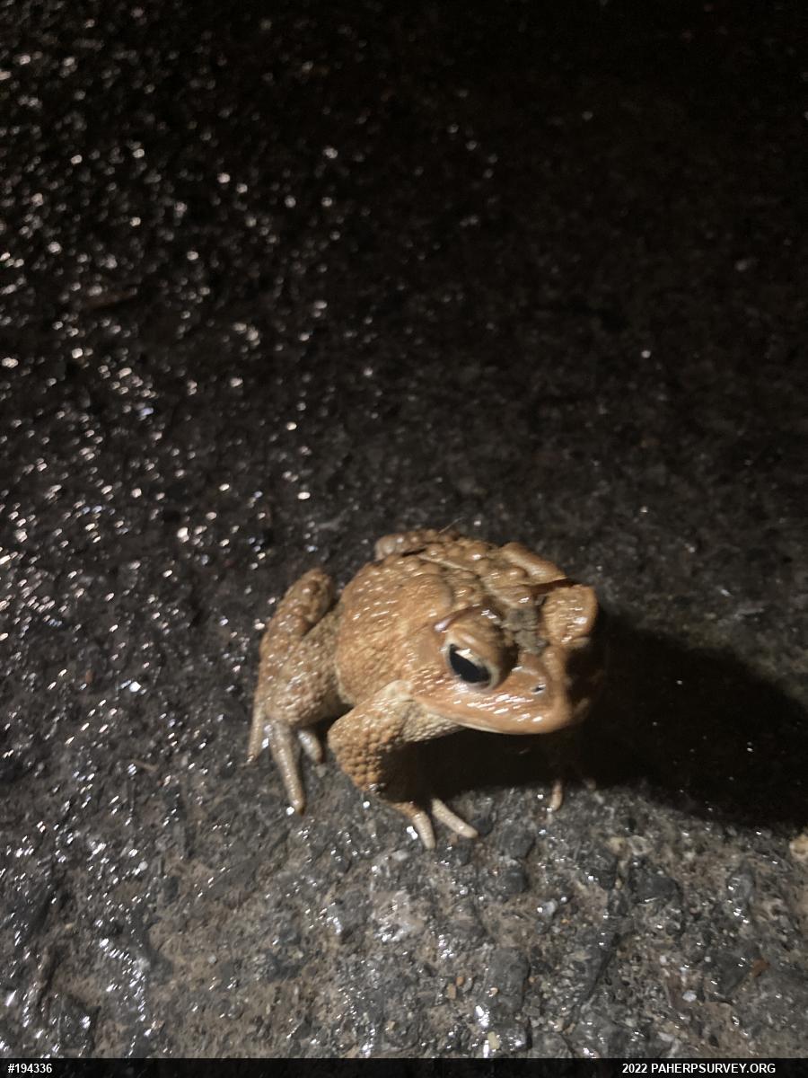 Eastern American Toad