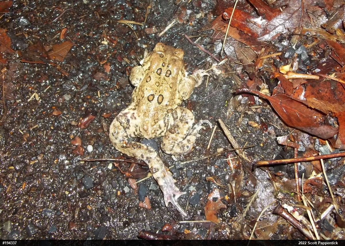 Eastern American Toad