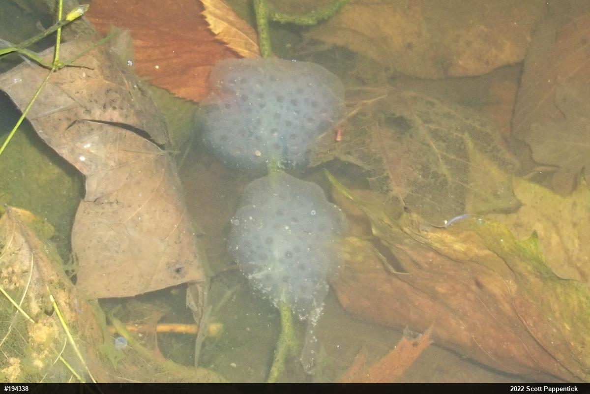 Spotted Salamander