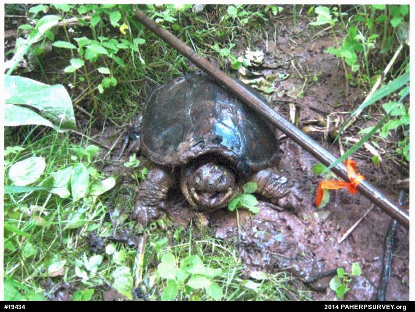 Snapping Turtle
