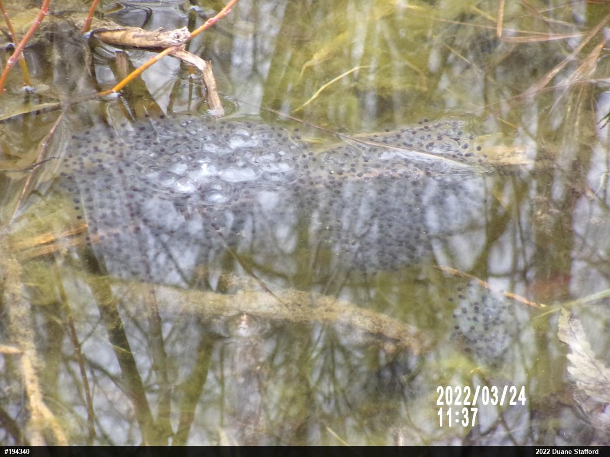 Wood Frog