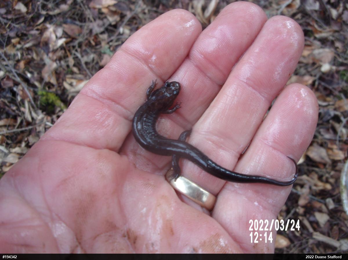 Allegheny Mountain Dusky Salamander