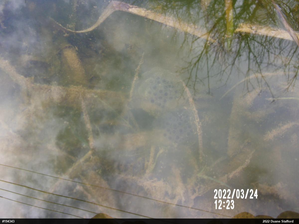 Spotted Salamander