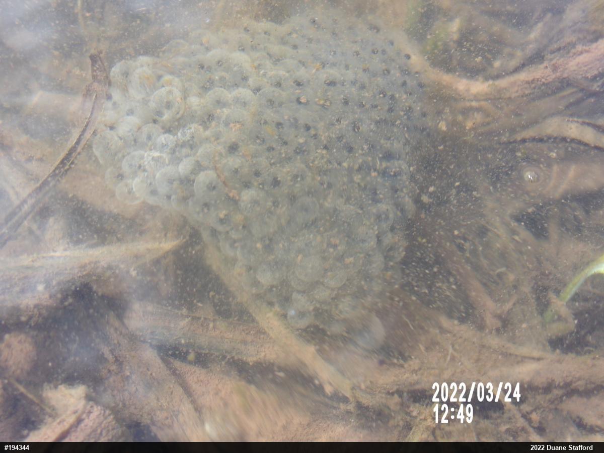 Wood Frog