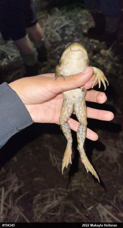 American Bullfrog
