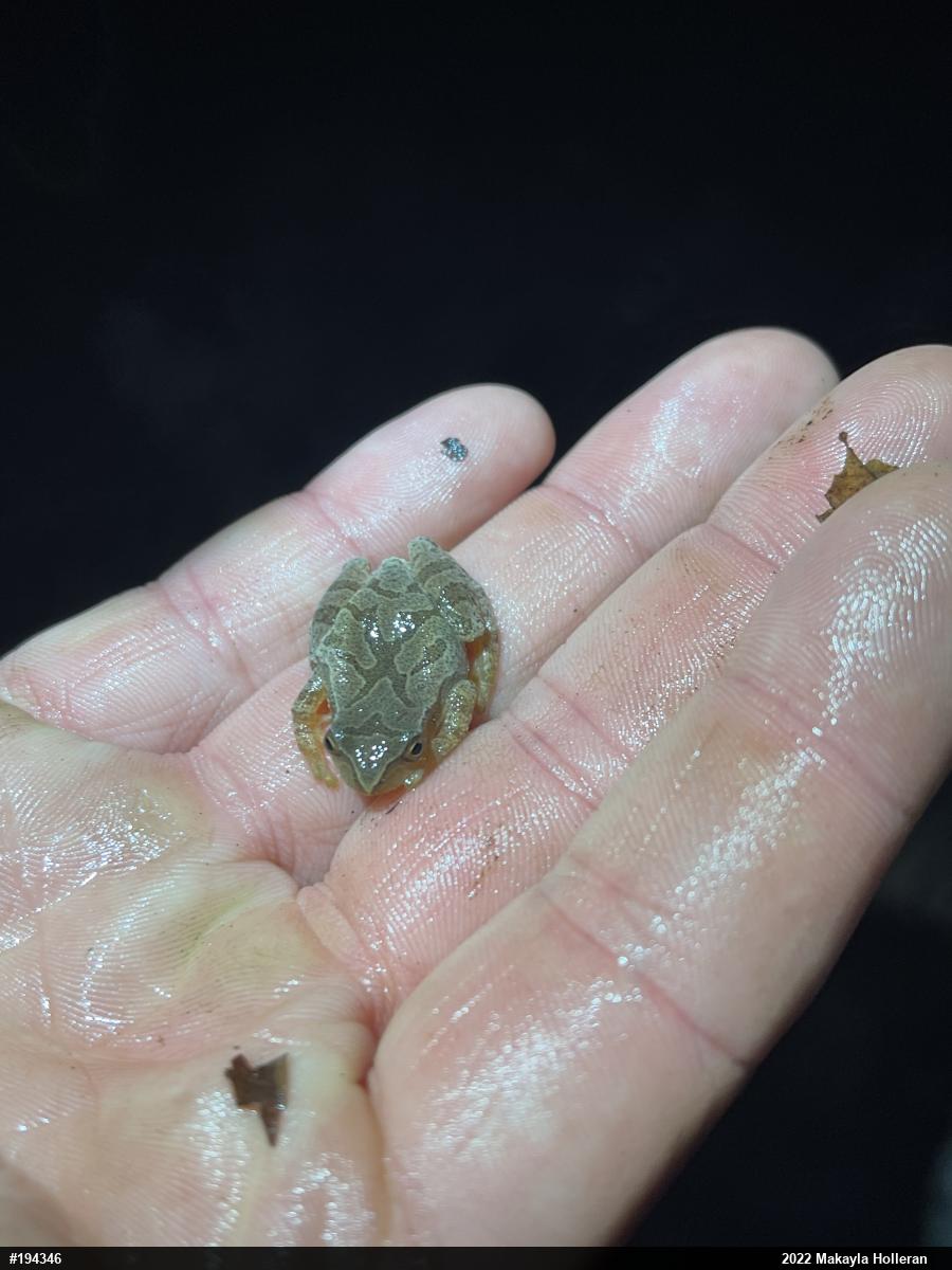 Spring Peeper