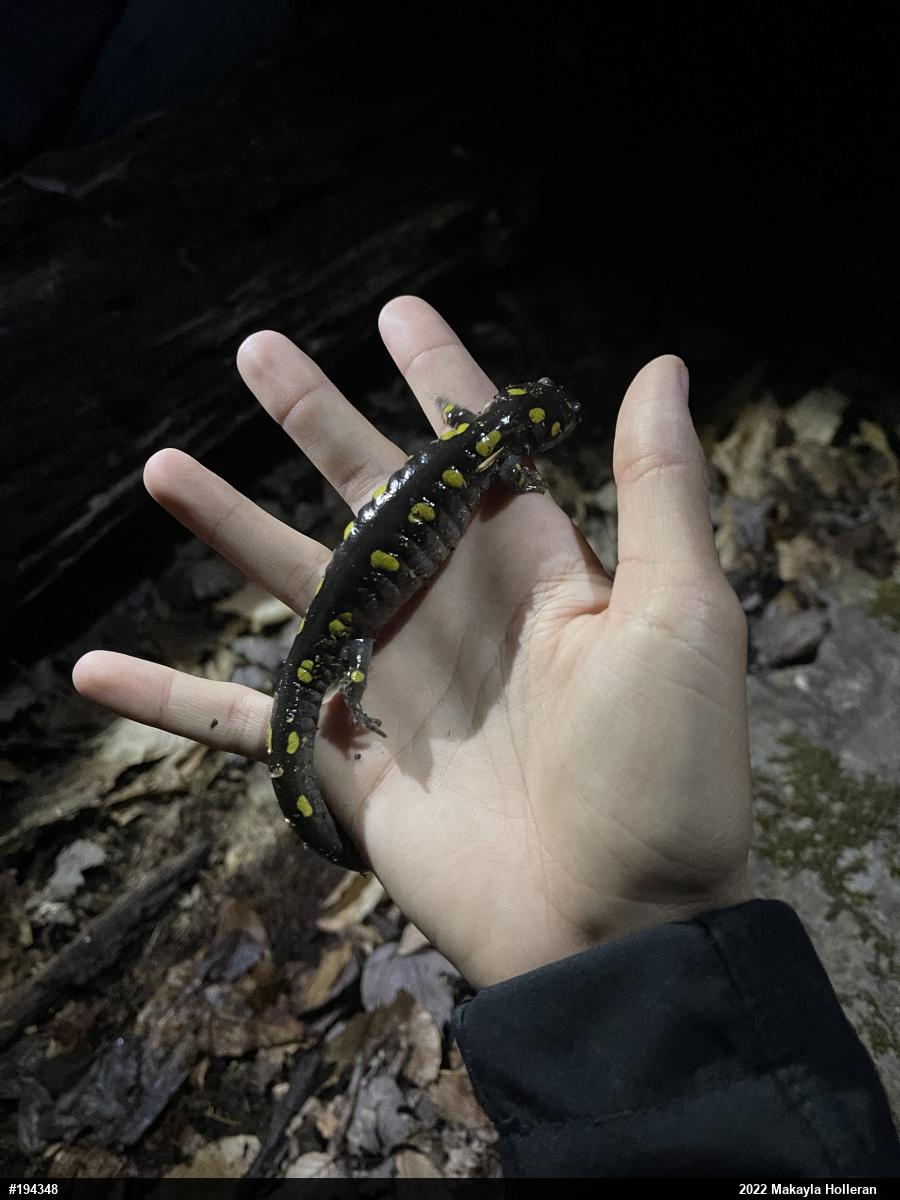 Spotted Salamander