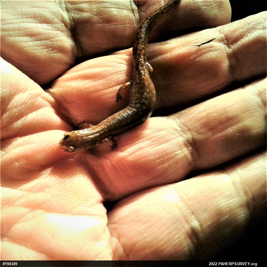 Four-toed Salamander