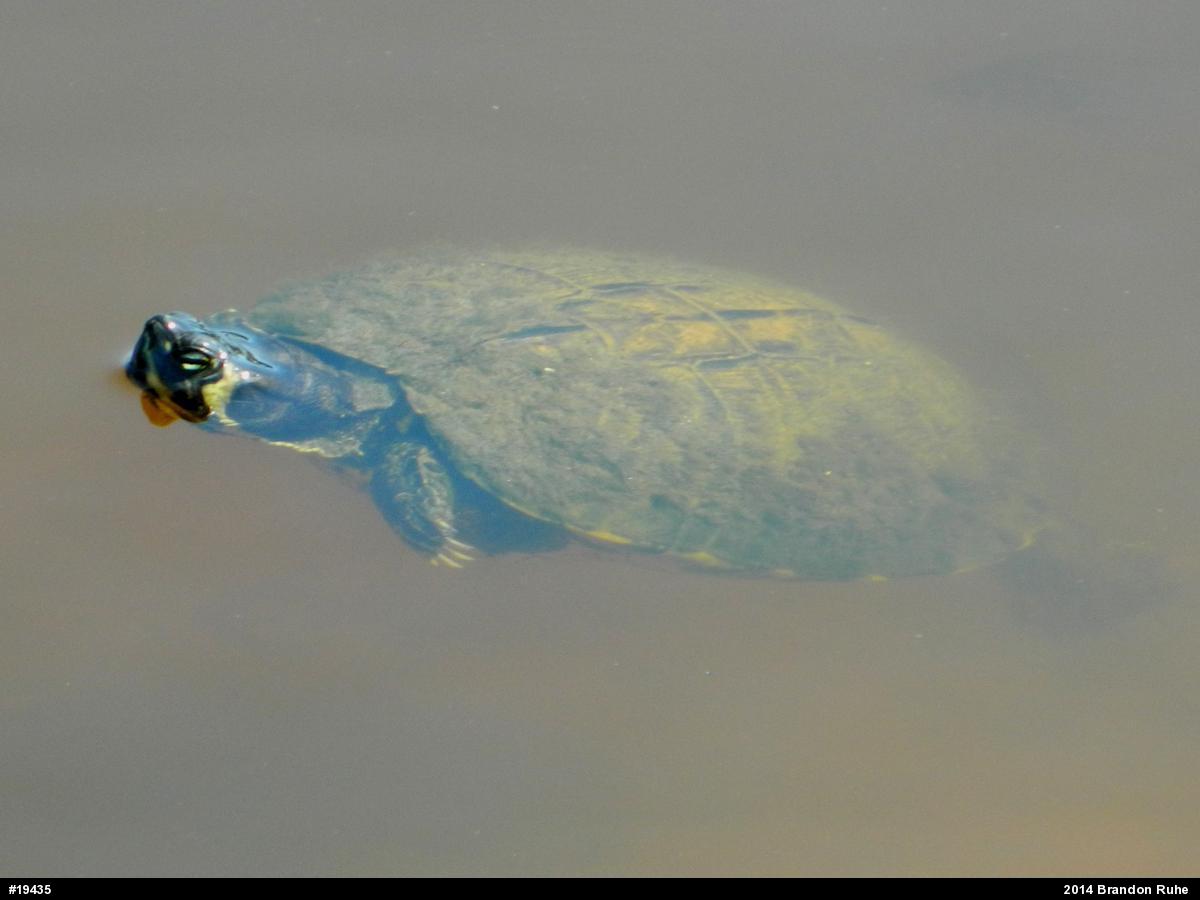 Yellow-bellied Slider
